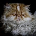 Perzische kat van voren