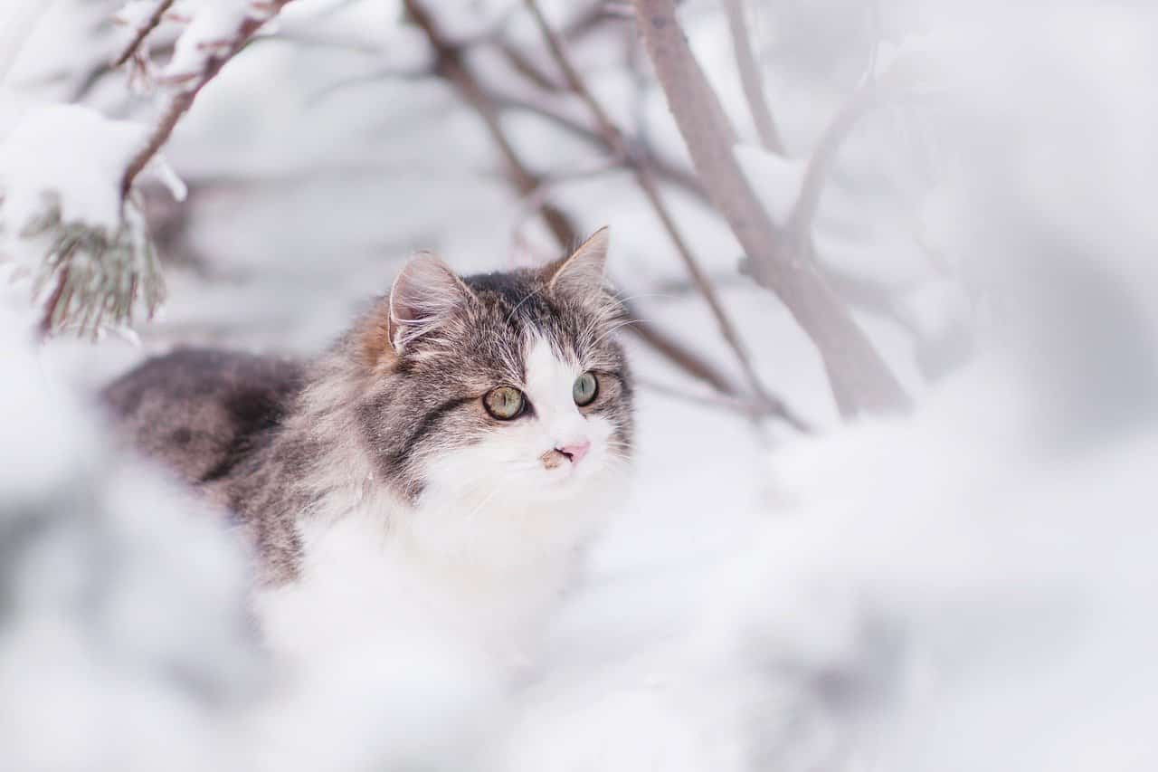 Siberische Ras Kat wintersneeuw