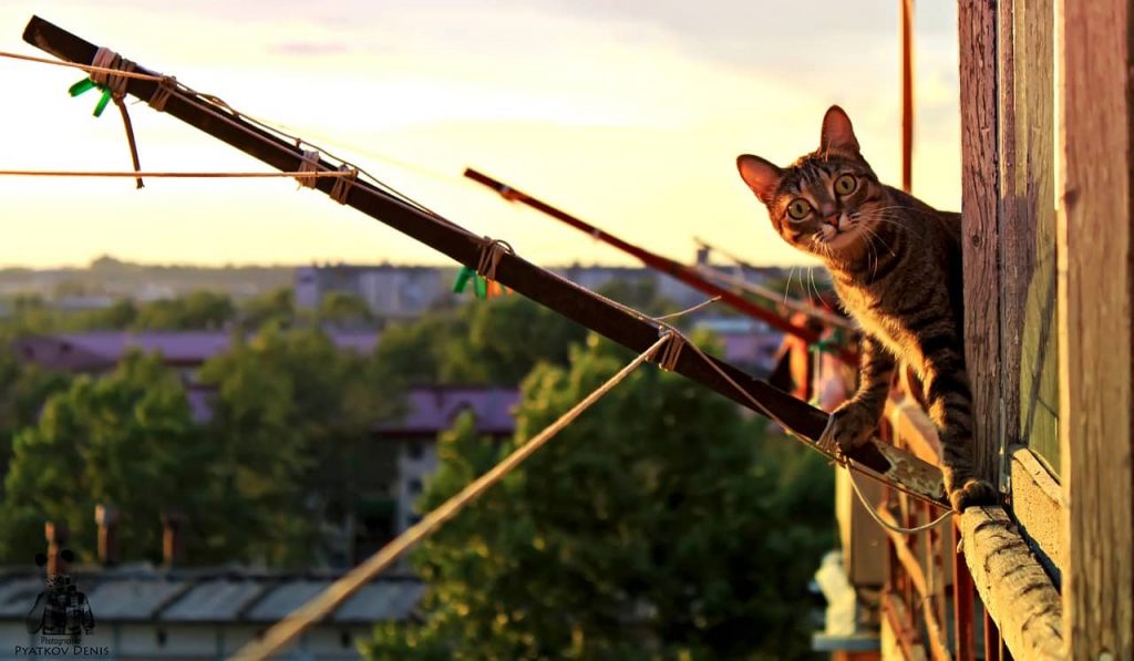 Kat op het balkon