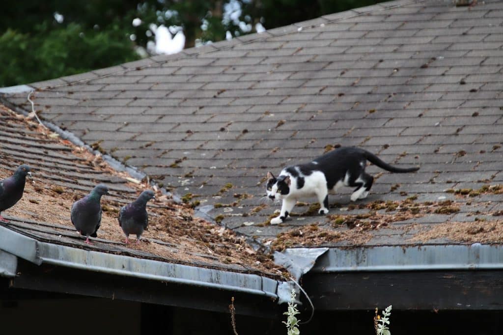 Kat jaagt op vogels op een dak