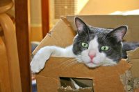 Kat in een gescheurde doos