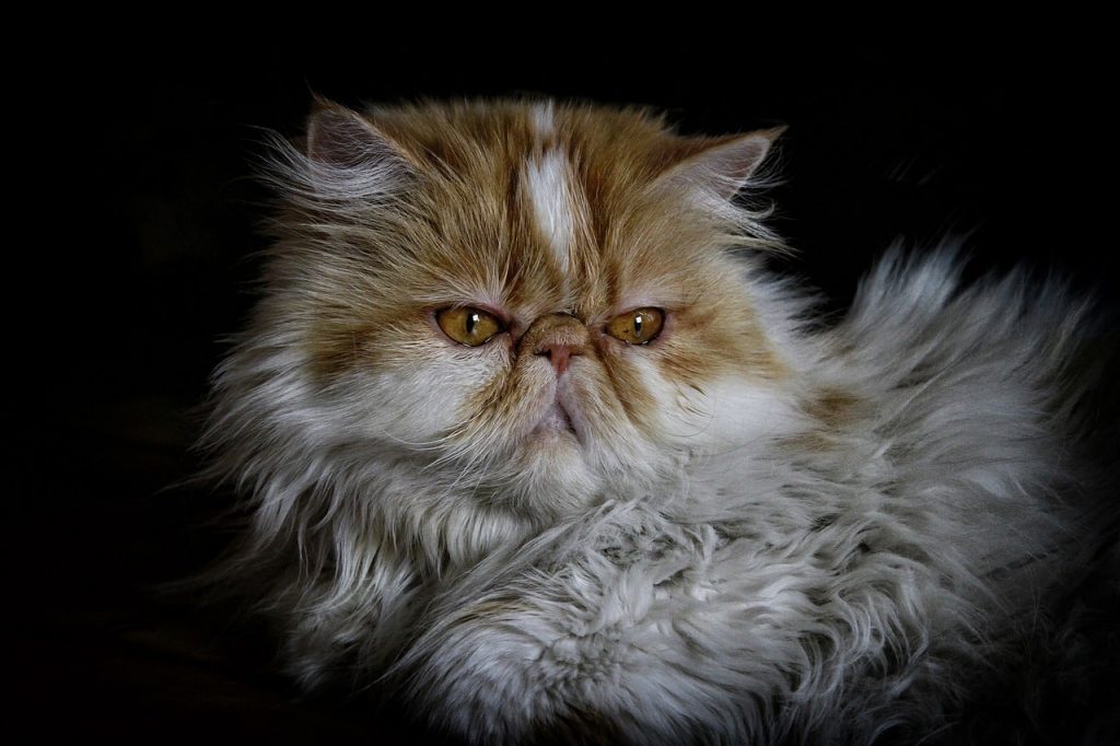 Perzische kat met diepe ogen