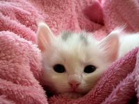 Kitten in handdoek