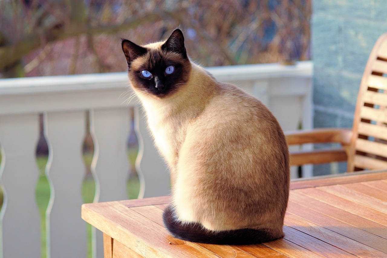 Chat Siamois sur table à l’extérieur