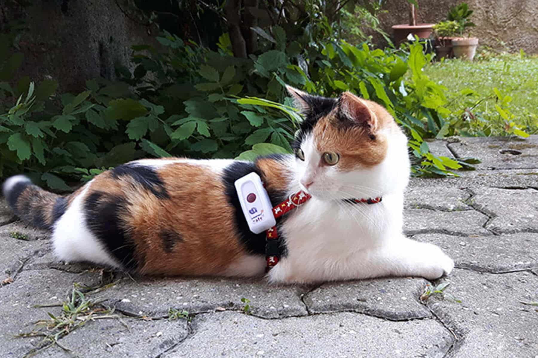 Video Reviews Weenect Cat 2 : Video Test van deze GPS Tracker voor katten