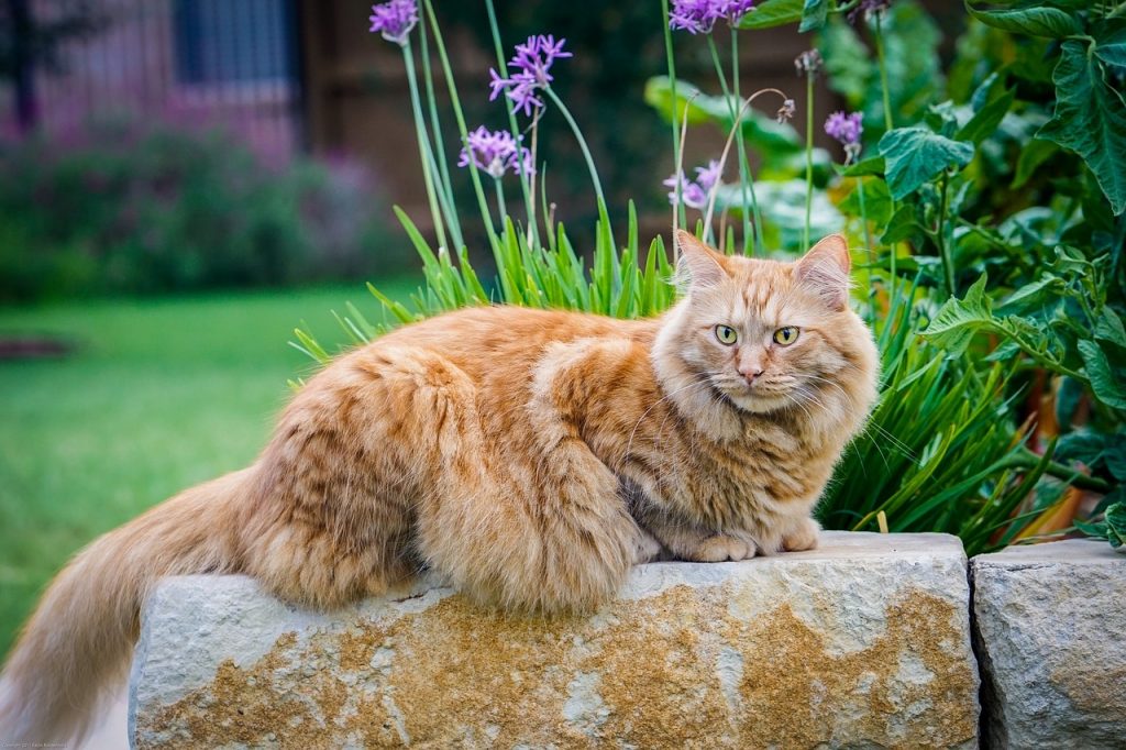 Red Maine Coon in de tuin