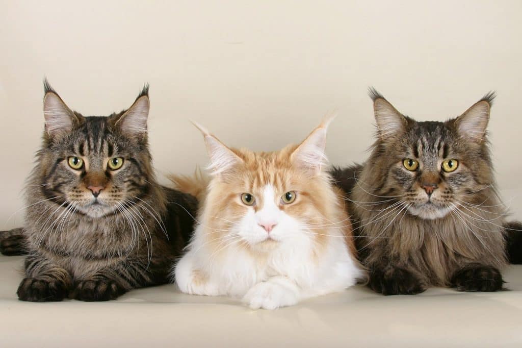 Drie Maine Coon liggend