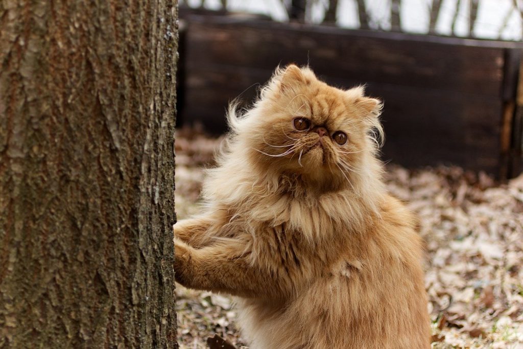 Outdoor Perzische ras kat