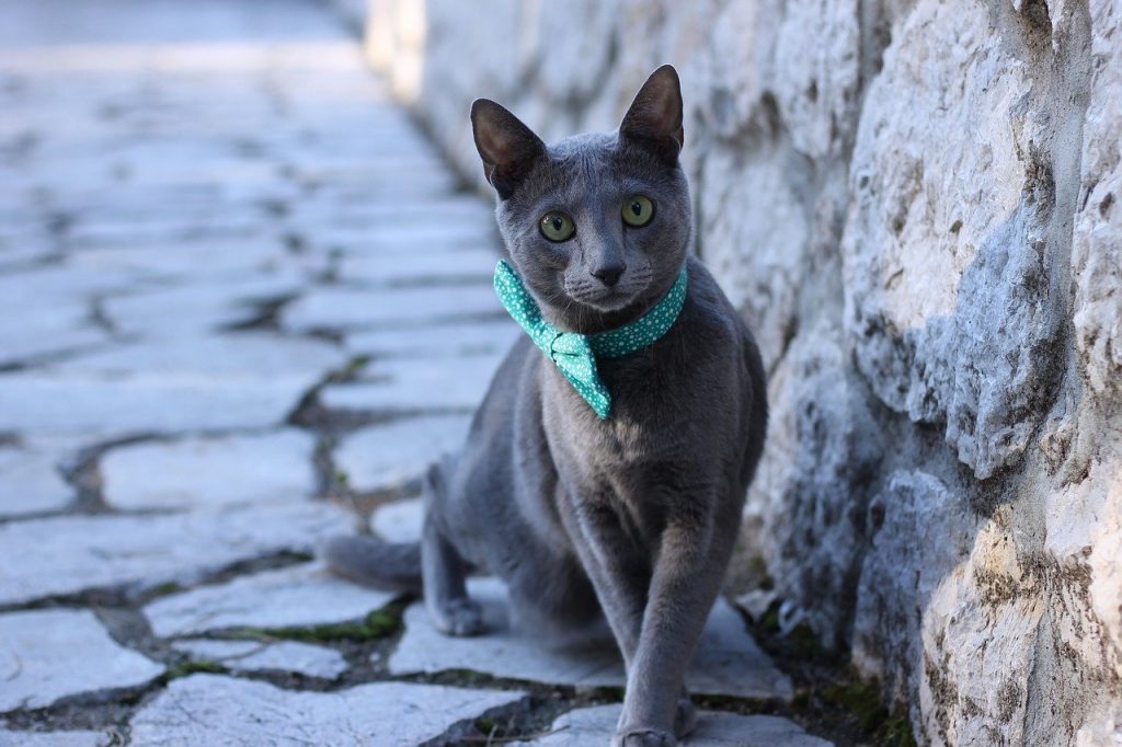 Russisch Blauw ras kattenknoop