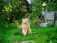 Rode kat verdwaald in een tuin
