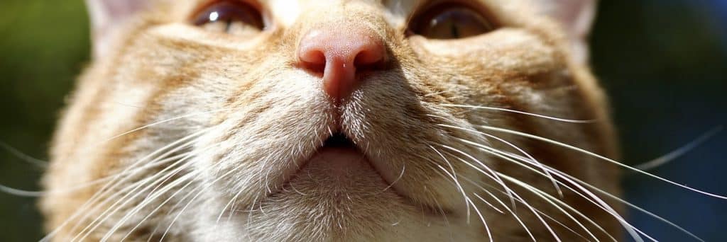 Kat ruikt met zijn neus
