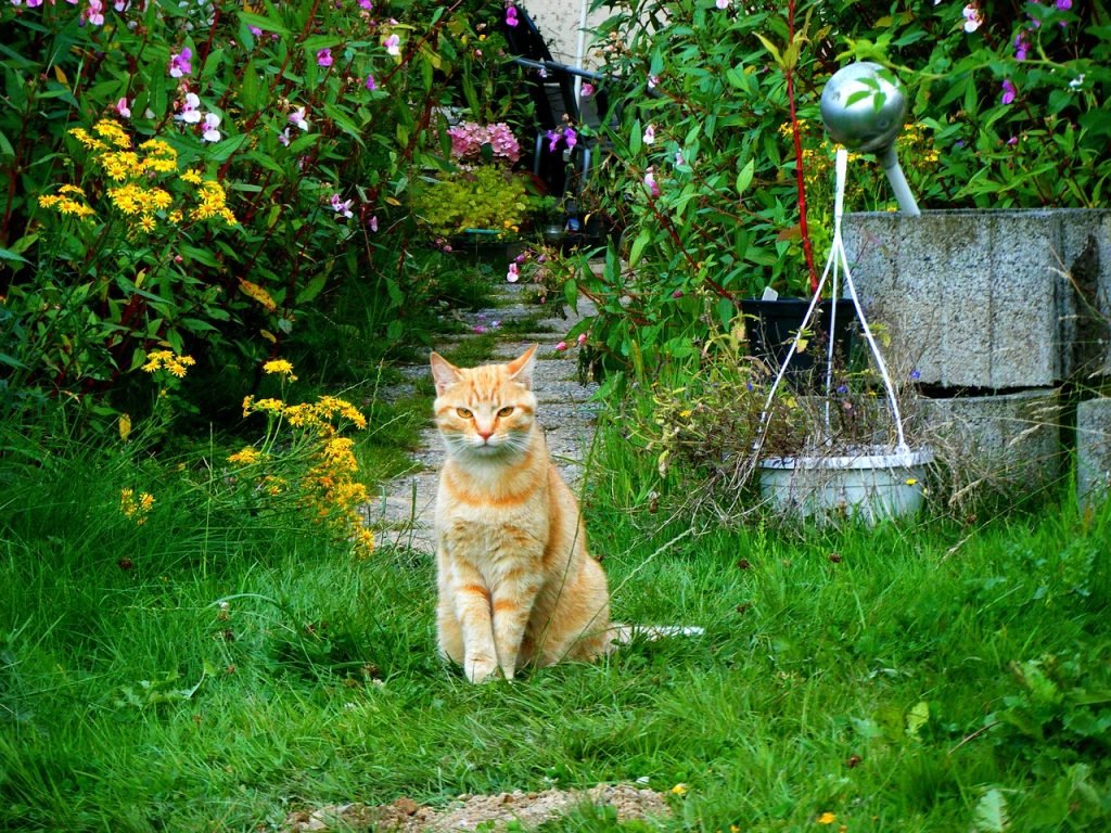 Kat in een privétuin