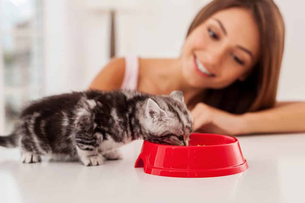 Kitten eet brokjes met een vrouw