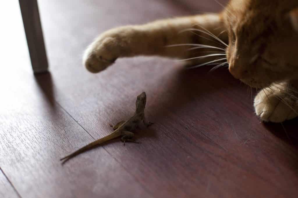 Kat die een hagedis aanvalt