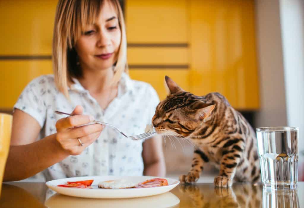 Meesteres die haar kat aan tafel voedt