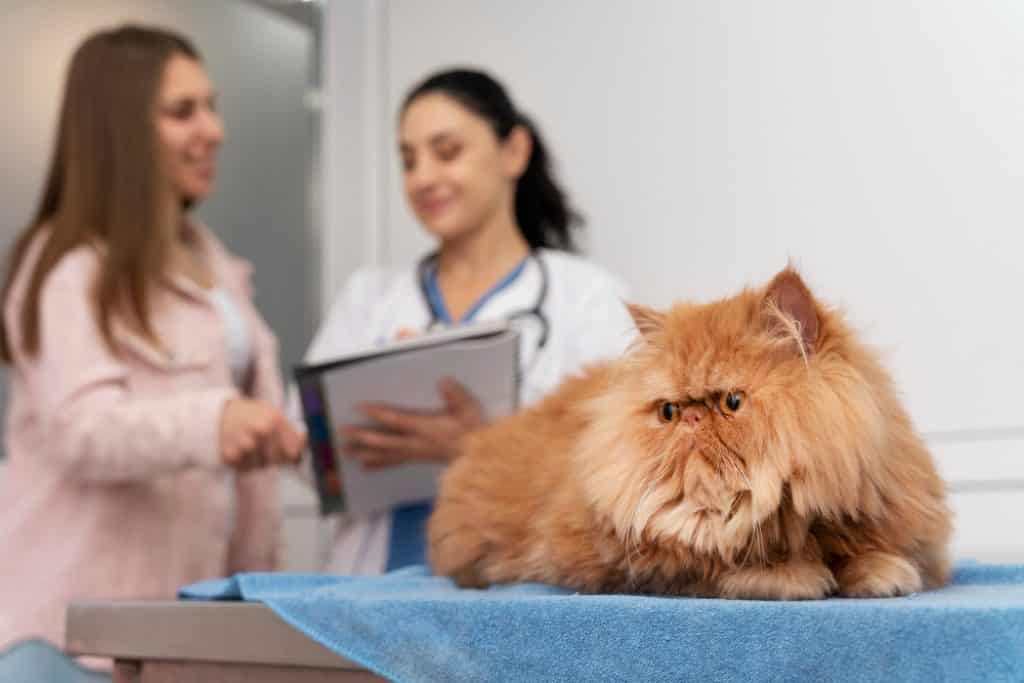 Kat kan gezond zijn bij de dierenarts