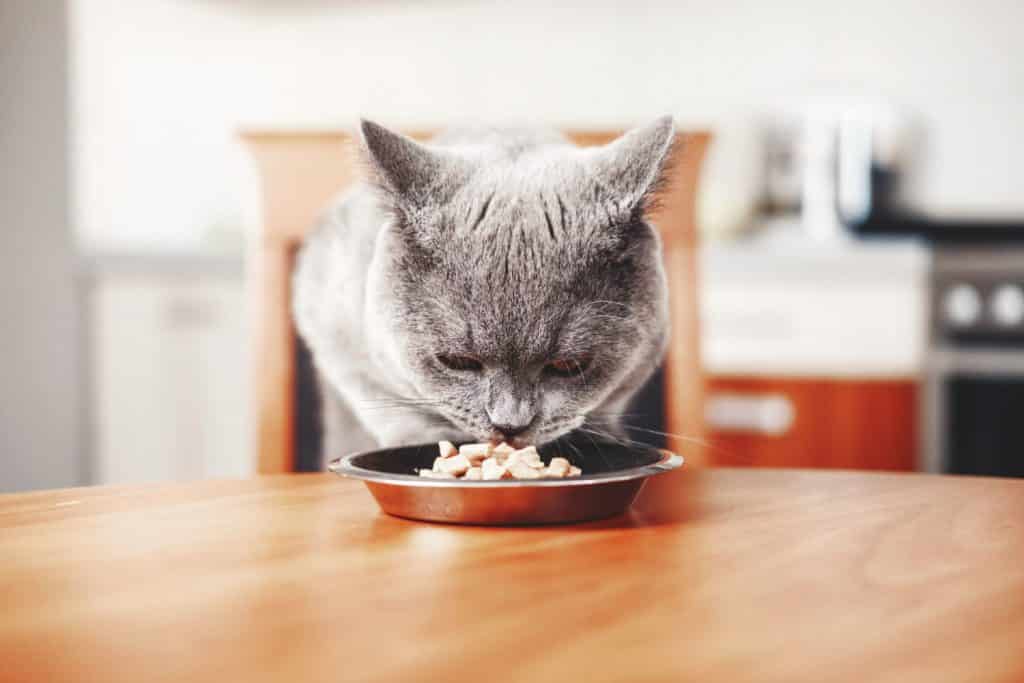 Kat die zijn voedsel opeet
