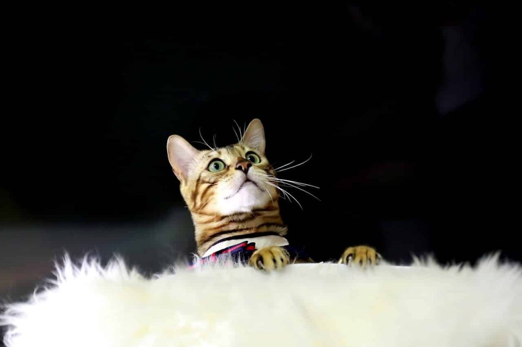 5 dingen om te weten over deze tawny uitziende kat