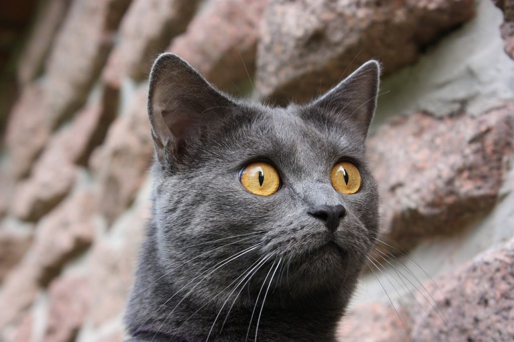 ▷ 3 Betekenissen de pupilvorm van de kat. Wat betekenen kattenogen?