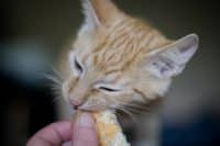 ▷ 10 gevaarlijke voedingsmiddelen voor katten!