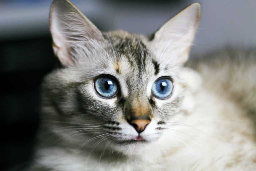 Jonge kat met gezonde blauwe ogen