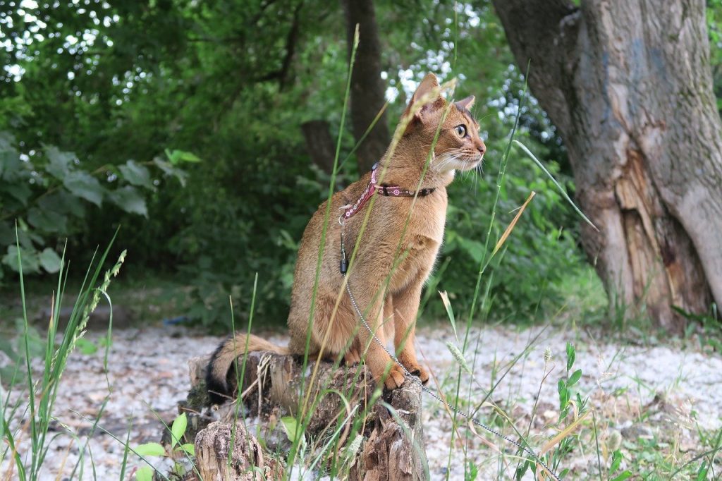 ▷ 12 van de mooiste kattenrassen ter wereld
