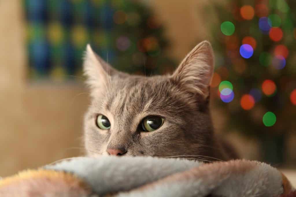 ▷ 3 redenen waarom je kat niet van kerst houdt!