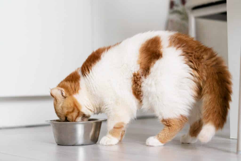 Kat die uit zijn roestvrijstalen kom eet