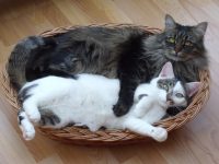 Twee katten in een mandje