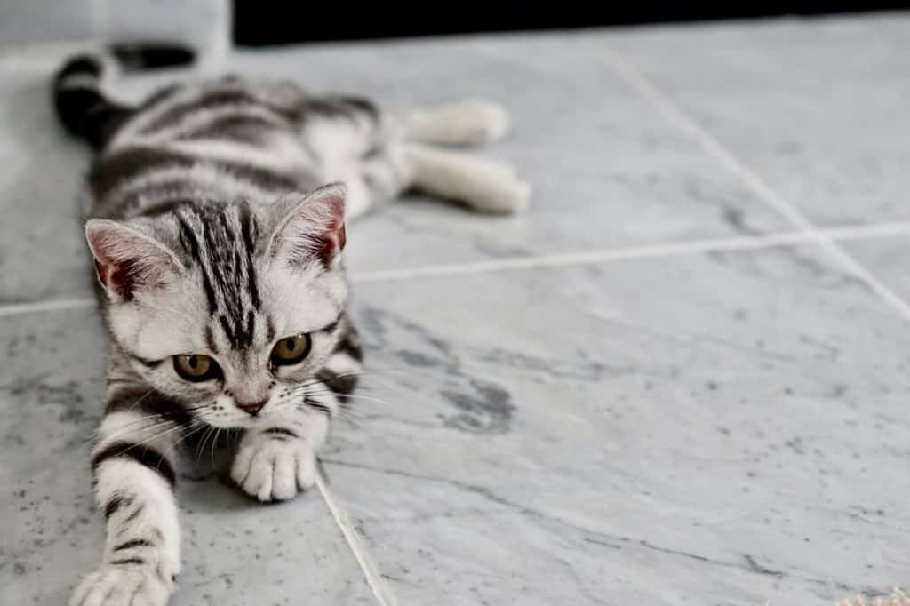 ▷ 5 dingen om te weten over de Tigray-kat, deze kat met de Tabby-vacht