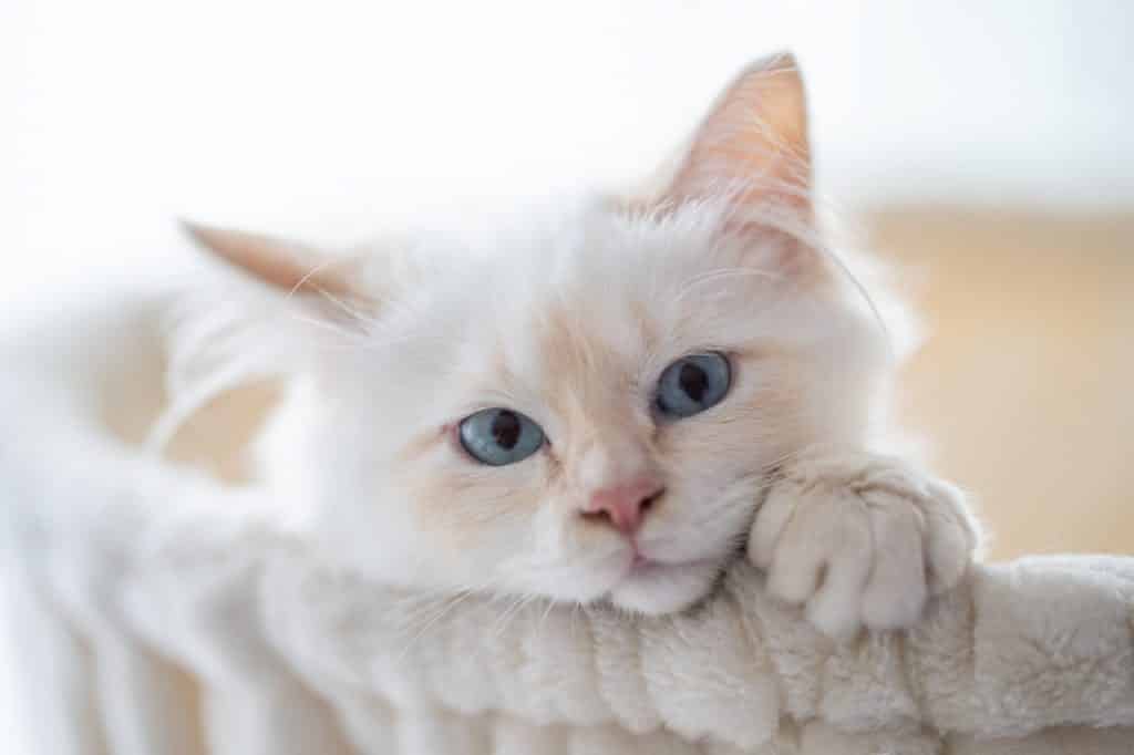 ▷ 5 tips voor goede kittenbrokken!