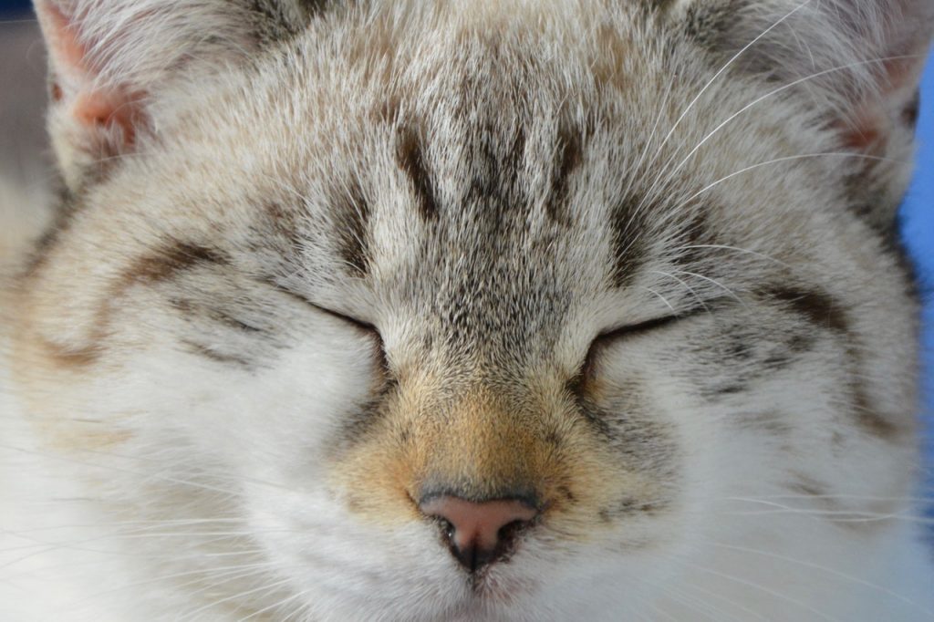 ▷ 6 belangrijke dingen om te weten over de neus van uw kat