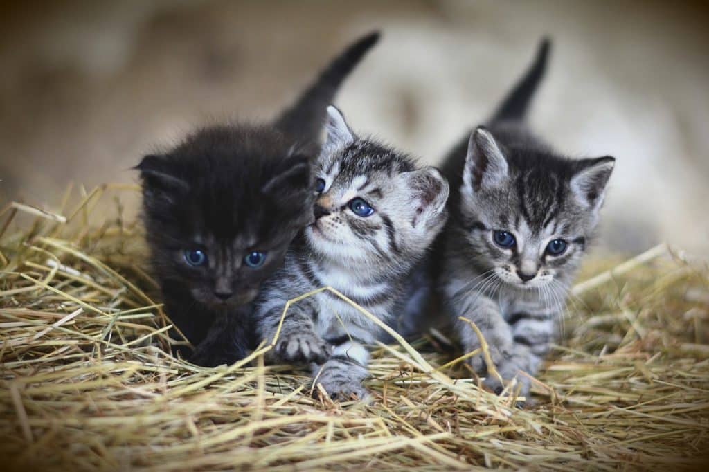 Drie grijze kittens