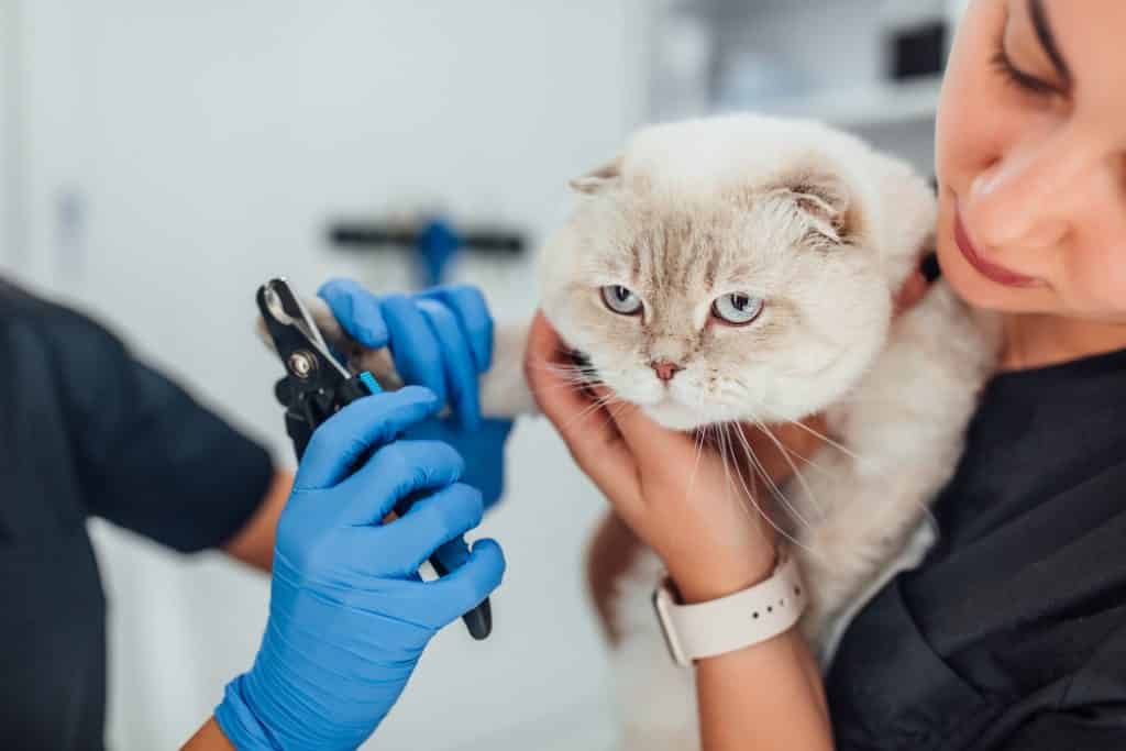 ▷ 7 vragen die je waarschijnlijk hebt over kattenverzekeringen!