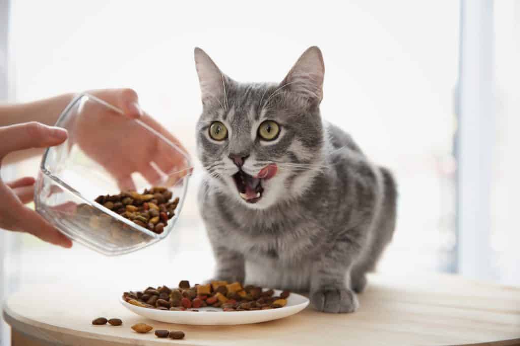 Kat eet goed