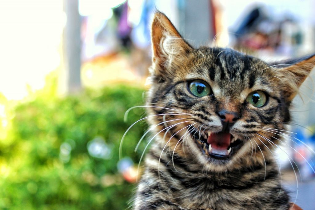 ▷ Boze kat - 6 tekenen die zijn woede verklaren om te begrijpen!