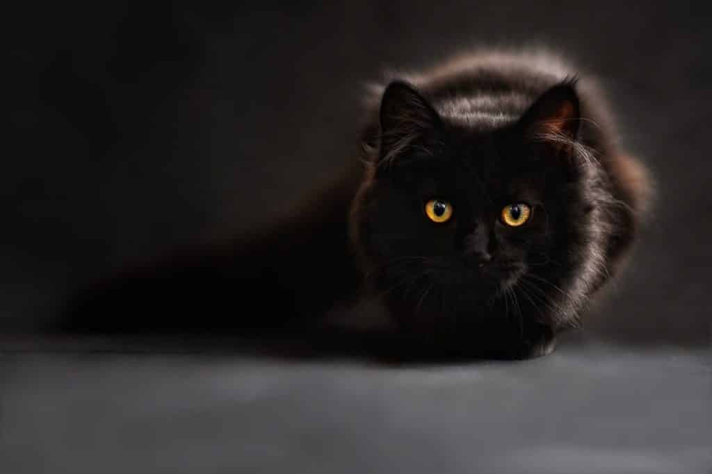 ▷ De 5 mooiste rassen van zwarte katten!