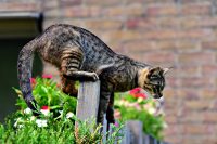 Kat beklimt hek van een tuin 