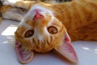 Rode kat met schone oren