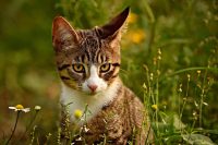 Kitten in het bloeiende gras