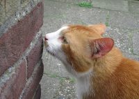 ▷ Is het gebruik van feromonen tegen kattenaandoeningen effectief?