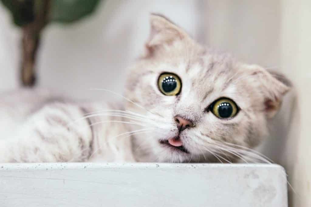 ▷ Kattenkruid de 4 hallucinerende effecten van dit kattenkruid
