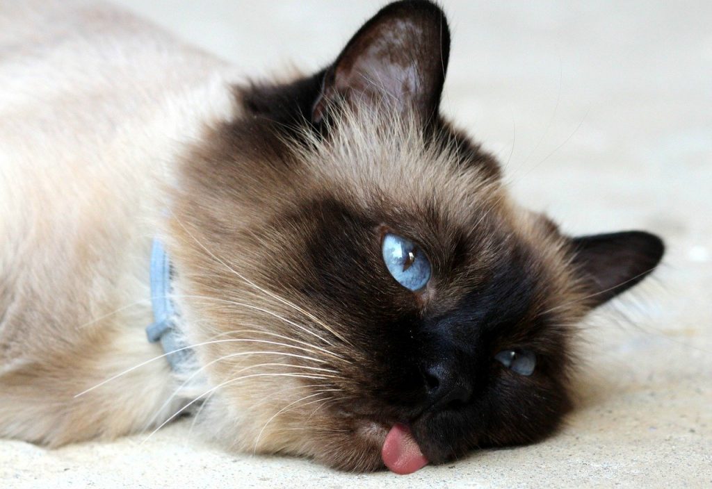 ▷ Mijn kat steekt zijn tong uit: 7 redenen verklaren het!
