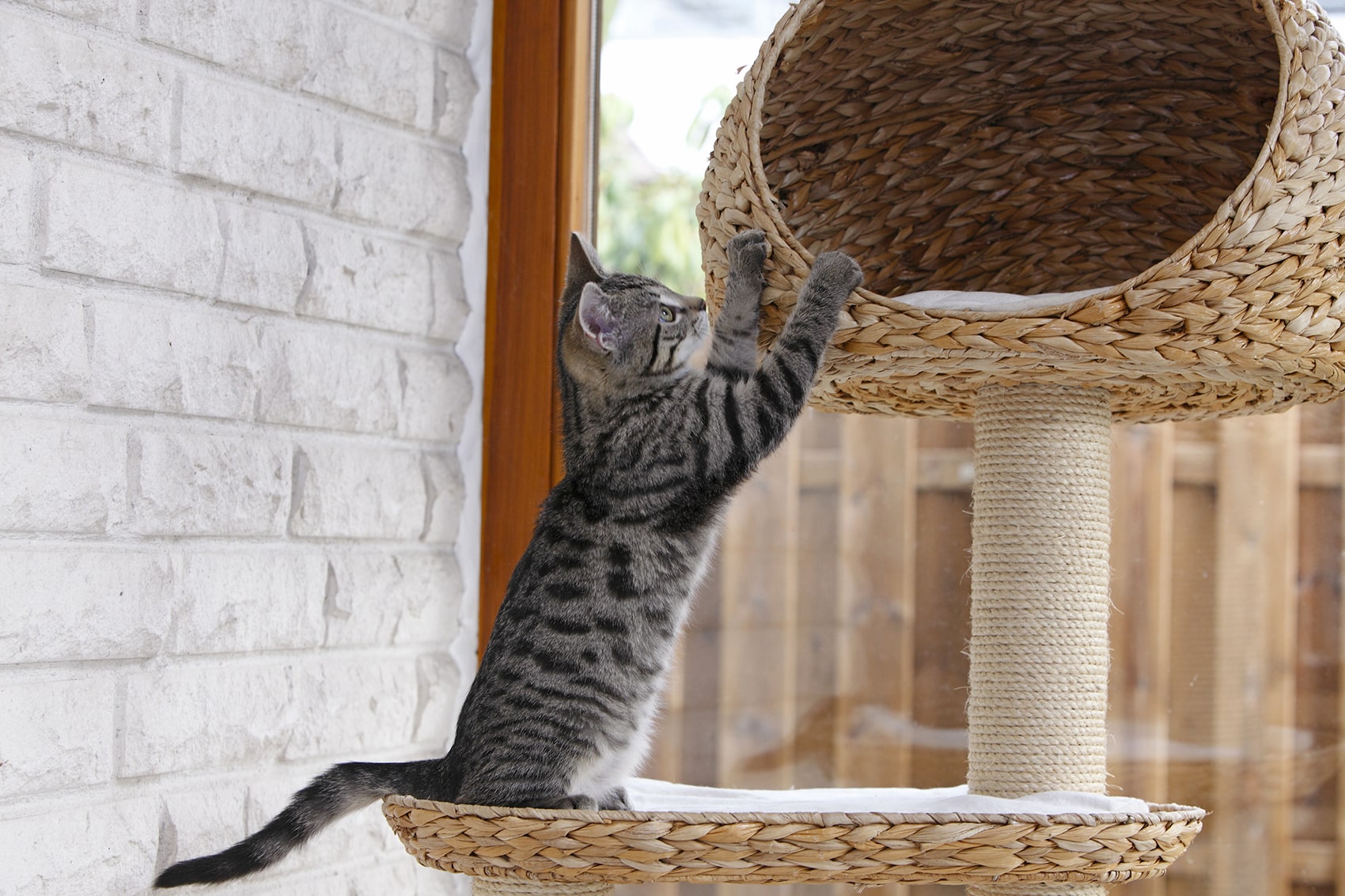 ▷ Uit welke tekenen blijkt dat uw kat een krabpaal nodig heeft?