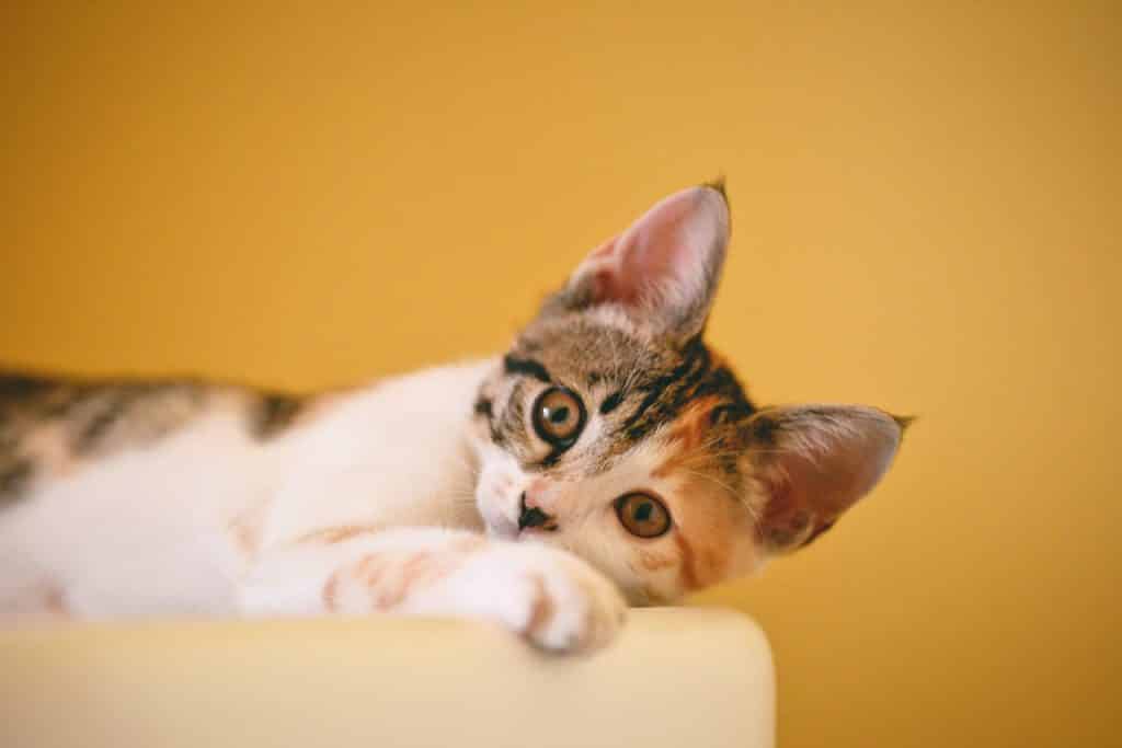 ▷ Waarom houden katten zo van olijven?